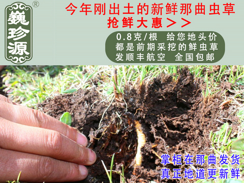 新鮮蟲草,新鮮冬蟲夏草,新鮮蟲草頭草,巍珍源0.8克/根新鮮那曲蟲草頭草,剛采挖出土的野生那曲新鮮蟲草