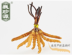 xĲ2.2l/ ڲ x؛r286Ԫ/