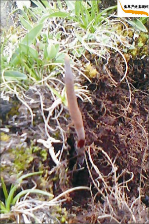 冬蟲(chóng)夏草如何采挖?藏民正在用工具采挖冬蟲(chóng)夏草,挖開(kāi)土露出了冬蟲(chóng)夏草埋在地下的蟲(chóng)身